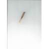 Glotin oboe reed